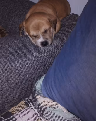 Cucciolo di cane mamma Red nausee