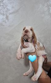 cuccioli di Bracco italiano 
