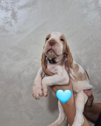 cuccioli di Bracco italiano 