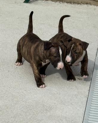 Bull Terrier Miniatura