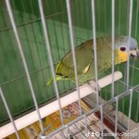 Due amazzone amazzonica