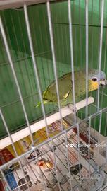 Due amazzone amazzonica