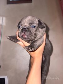 Bulldog francese