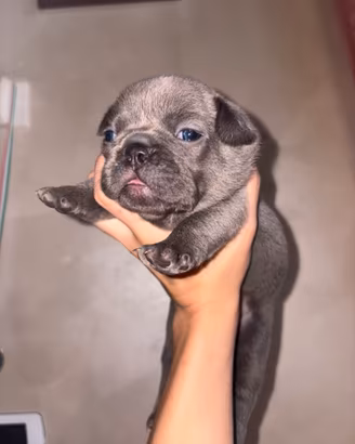 Bulldog francese