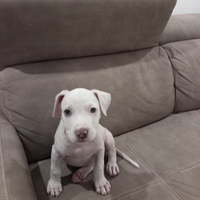 Cuccioli amstaff