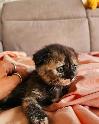 Scottish fold e straight ULTIMI CUCCIOLI