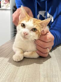 Titto gattino 4 /5 mesi