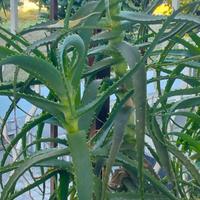 Aloe arborescens