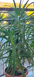 Aloe arborescens