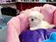 Immagine 14
