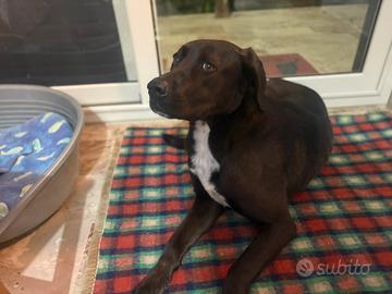 Cane color cioccolato