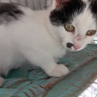 Quasi 3 mesi costituzione grande