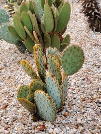 piante grasse