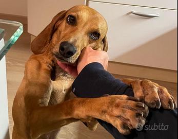 Dolcissimo Segugio/Bracco Ungherese