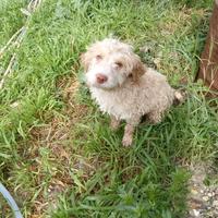 Cucciolo Lagotto romagnolo