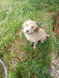 Cucciolo Lagotto romagnolo