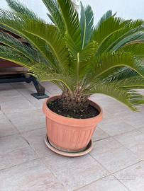 Cycas