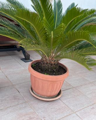 Cycas