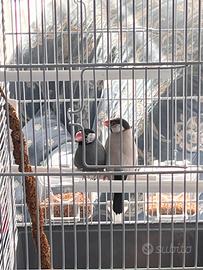 Fringuelli di Giava (Padda)