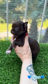 Chihuahua piccolissimo cioccolato pelo corto
