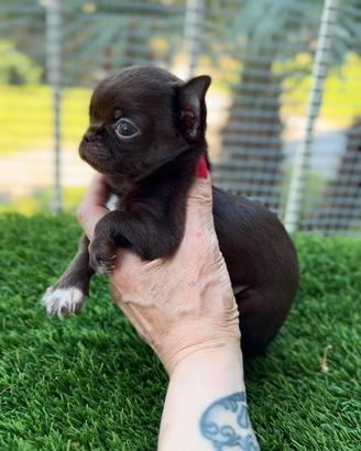 Chihuahua piccolissimo cioccolato pelo corto