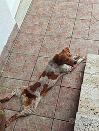 Breton 10 mesi