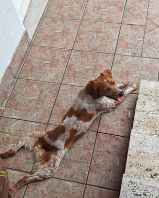 Breton 10 mesi