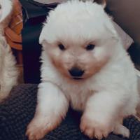 Splendidi Cuccioli di Pastore Abruzzese