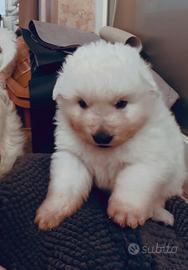 Splendidi Cuccioli di Pastore Abruzzese