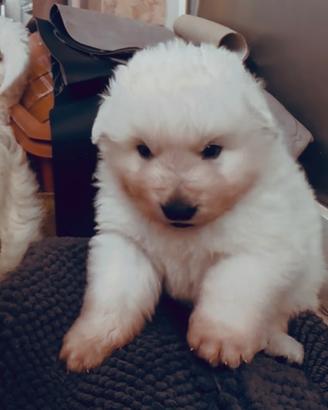 Splendidi Cuccioli di Pastore Abruzzese