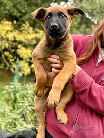 Pastore Belga Malinois cuccioli allevamento