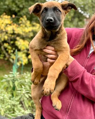Pastore Belga Malinois cuccioli allevamento