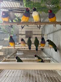 Diamante gould