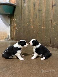 Cuccioli Border Collie