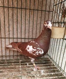 Colombi viaggiatori mulemans