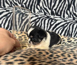 Chihuahua Femmina pelo lungo dimensione Mini