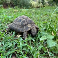 Tartarughe Testudo Hermanni Hermanni