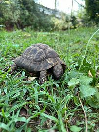 Tartarughe Testudo Hermanni Hermanni