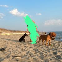 Cuccioli di pittbull