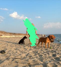 Cuccioli di pittbull