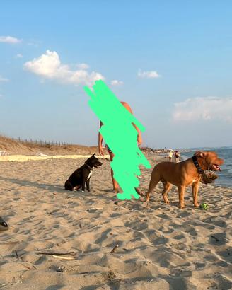 Cuccioli di pittbull