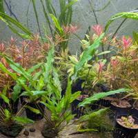 Piante acquario dolce