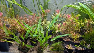 Piante acquario dolce