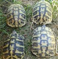 Tratarughe Hermanni Hermanni