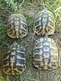 Tratarughe Hermanni Hermanni