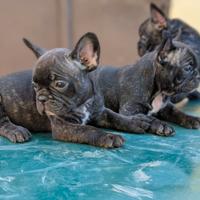 Cani bulldog francesi