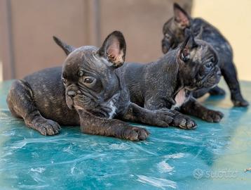 Cani bulldog francesi