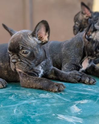 Cani bulldog francesi