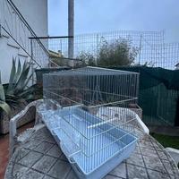 Animali uccelli