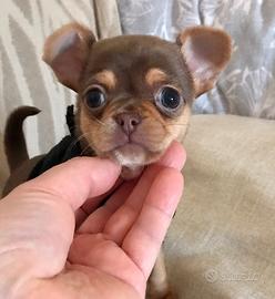 Chihuahua cucciole mini /toy